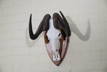 Black Wildebeest Schedel - Connochaetes gnou - 38 cm - 55 cm, Nieuw
