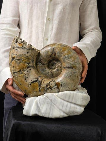 Ammoniet - Gefossiliseerd dier - Argonauticas besairiei on