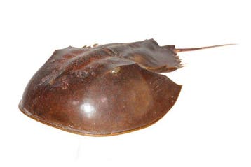 Degenkrab Skelet - extra großer Limulidae sp.  Sammlerstück