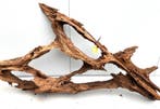 Osaka XL60 uniek aquarium decoratie hout  160x82x30cm, Ophalen of Verzenden, Nieuw, Plant(en), Steen of Hout