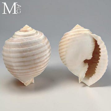 Tonnidae Verzamelstuk Zeeschelp Malea Ringens Schelp – Baja