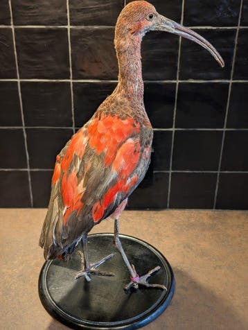 Ibis Taxidermie volledige montage - eudocimus ruber - with, Verzamelen, Dierenverzamelingen, Nieuw