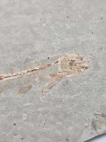Vis - Gefossiliseerd dier - Lycoptera - 18.5 cm (Zonder, Verzamelen