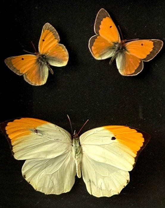 Taxidermy-Butterfly’s-Drie ingelijste Vlinders-1 x Great, Verzamelen, Dierenverzamelingen