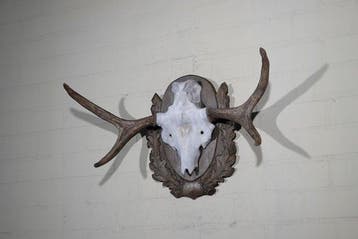 Large Northern Elk/Moose Schedel - Alces alces - 25 cm - 45, Nieuw