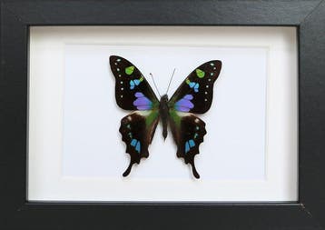 Papillon Support de corps entier pour taxidermie - Graphium