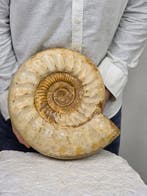 Ammoniet - Gefossiliseerd dier - Large Ammonite Fossil, Collections