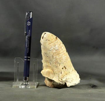 A rare fossil rudist - Animal fossilisé - Praeradiolites -