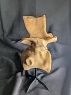Fossiel skelet - Spinosaur Vertebrae fragment - Museum-Grade