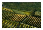 Franco Turcati - Langhe Autunno 2