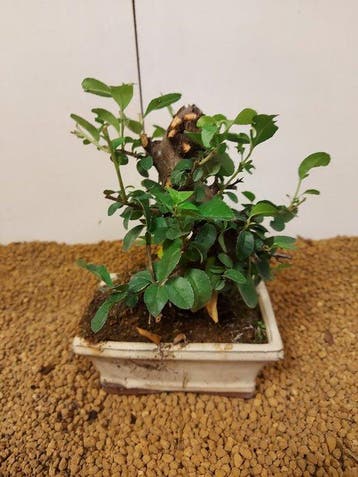 Bonsai Buisson Ardent (Pyracantha) - Hauteur (arbre) : 17 cm