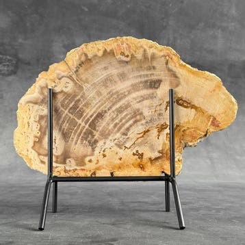 Prachtige snede van versteend hout op een op maat gemaakte