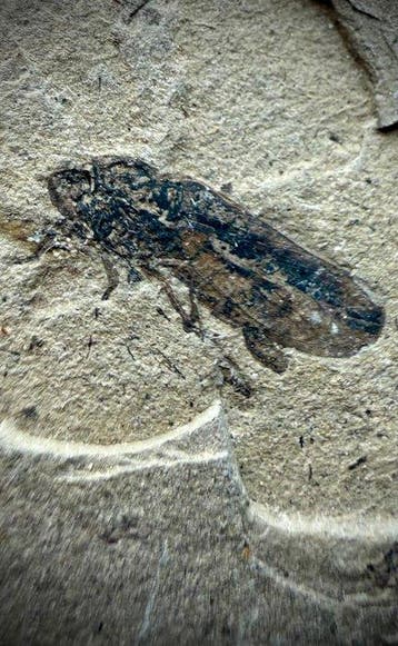 Topkwaliteit bewaarde Jurassic Froghopper - Fossiele matrix