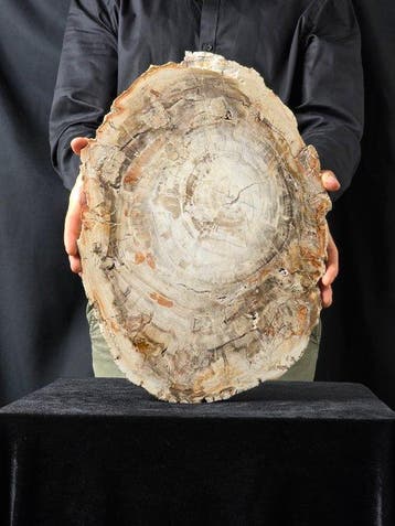 Fossiel hout - Gefossiliseerd hout - 42 cm - 31 cm