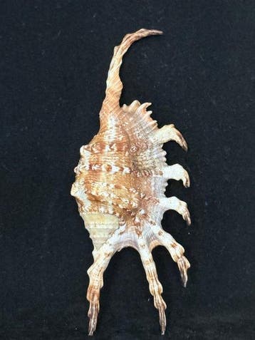 Zeeslak Zeeschelp - S-566 LAMBIS SCORPIUS INDOMARIS (Zonder