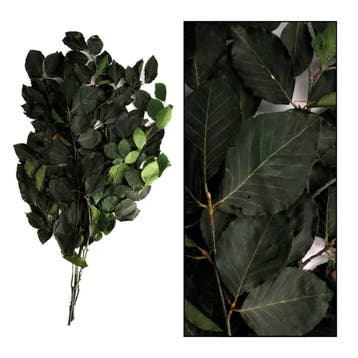 Geprepareerd gepreserveerd beukenblad groen fagus 80 cm 50, Nieuw