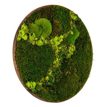 Mosschilderij Rond 40 cm Donker Eiken - Svendborg Lentegroen, Verzenden, Nieuw