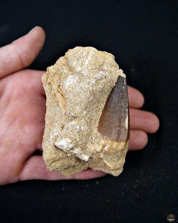 Mosasaure - Dent fossile - Mosasaurus Thalassotitan atrox