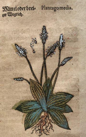 Pietro Andrea Mattioli - Contemporary hand-coloured leaf