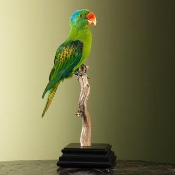 Blauwnekpapegaai Taxidermie Opgezette Dieren By Max, Ophalen of Verzenden, Opgezet dier