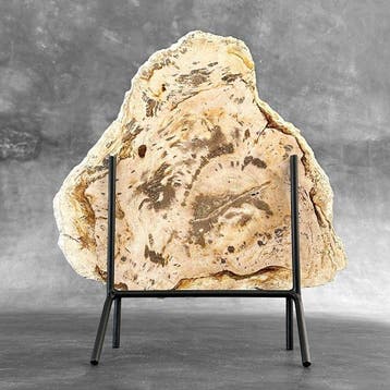 Prachtige snede van versteend hout op een op maat gemaakte