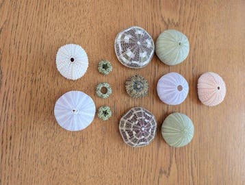 Oursin Coquillage marin - Tripneustes (Sans prix de réserve), Antiek en Kunst