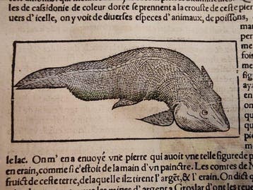 Sebastian Münster (1489–1552) - Cosmographie Universelle -, Antiquités & Art