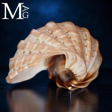Prachtig Madagascar-verzamelstuk - Harpa Major - Shell -