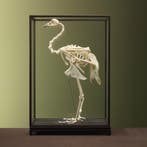 Blauwe Pauw Skelet Taxidermie Opgezette Dieren By Max, Ophalen of Verzenden, Opgezet dier