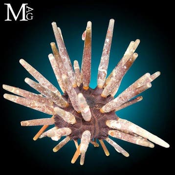 Slate Pencil Sea Urchin - een verzamelstuk zee-egel