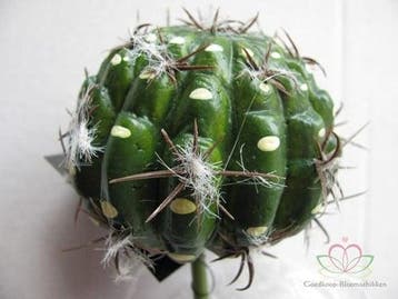Cactus Small Ball Groen Latex Zijde per stuk, Nieuw