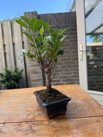 ficus microcarpa - Hoogte (boom): 22 cm - Diepte (boom): 15