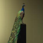 Blauwe Pauw Taxidermie Opgezette Dieren By Max, Verzamelen, Ophalen of Verzenden, Nieuw, Vogel, Opgezet dier