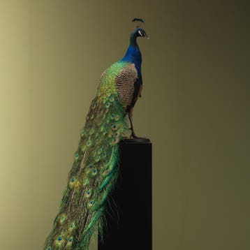 Blauwe Pauw Taxidermie Opgezette Dieren By Max, Ophalen of Verzenden, Nieuw, Vogel, Opgezet dier