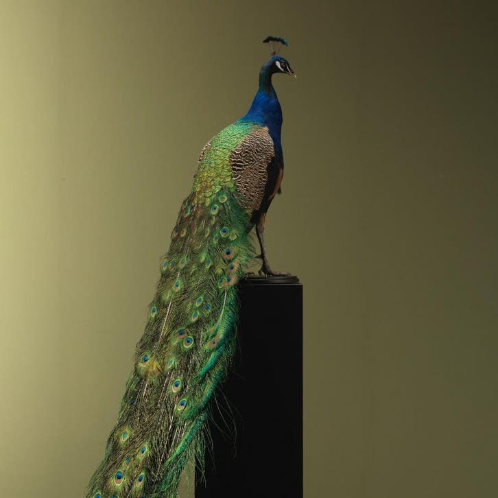 Blauwe Pauw Taxidermie Opgezette Dieren By Max, Verzamelen, Dierenverzamelingen, Opgezet dier, Nieuw, Vogel, Ophalen of Verzenden