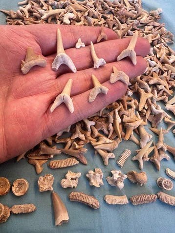 600 pièces de dents de requin, y compris des vertèbres,