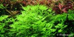 Tropica Hottonia palustris  1-2Grow! In Vitro, Dieren en Toebehoren, Verzenden, Nieuw