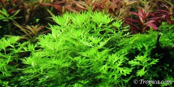 Tropica Hottonia palustris  1-2Grow! In Vitro, Dieren en Toebehoren, Verzenden, Nieuw