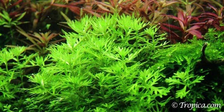 Tropica Hottonia palustris  1-2Grow! In Vitro, Dieren en Toebehoren, Vissen | Aquaria en Toebehoren, Nieuw, Verzenden