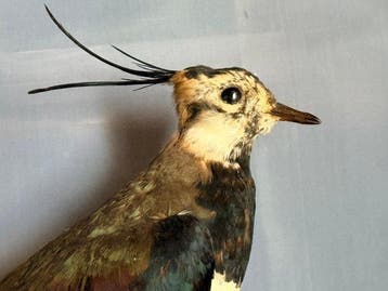 Pavoncella Taxidermie volledige montage - Vanellus vanellus