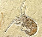 Prachtigste fossiele garnaal op steen - - Gefossiliseerd