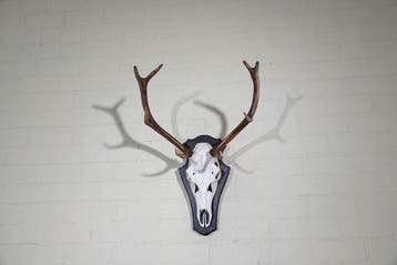 Large Red Stag Trophy Schedel - Cervus elaphus - 45 cm - 72