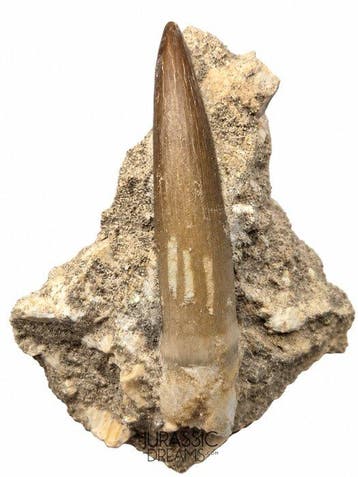 Grote Zarafasaura oceanis (Elasmosaur) Tand in natuurlijke