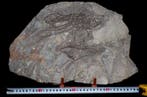 Fossiele matrix - Hyphalosaurus sp. - 38 cm - 30 cm, Verzamelen