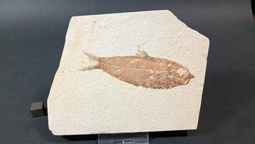 Vis - Fossiele plaatmatrix - Knigtia Eocena - 9.5 cm - 12.5