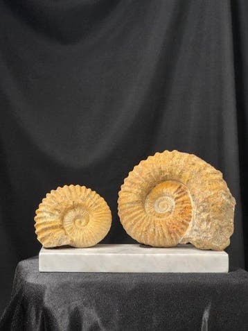 Ammoniet - Gefossiliseerd dier - Large Ammonite Fossil on, Collections