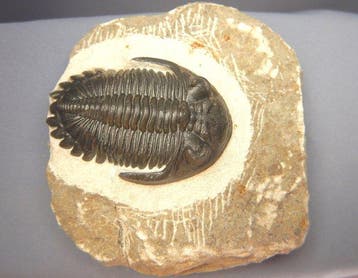 Trilobite - Squelette fossile - Hollardops mesocristata - 6, Collections