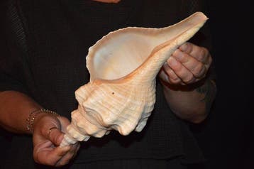 Zeeslak Zeeschelp - S-371 TRIPLOFUSUS GIGANTEUS (Zonder, Nieuw