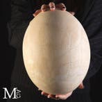 Œuf rare d’Aepyornis – Géant préhistorique « oiseau-éléphant