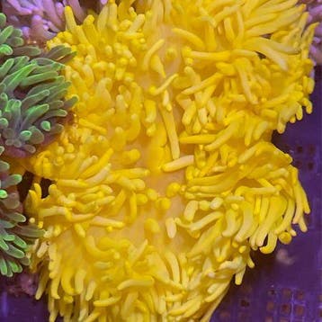 Heteractis Malu Geel M (5 - 8 cm)